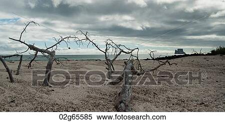 Dead trees on the beach with Kicker Rock in the background, San Cristobal Island, Galapagos Islands, Ecuador View Large Photo Image Stock Photography - Dead trees on the beach with Kicker Rock in the background, San Cristobal Island, Galapagos Islands, Ecuador. Fotosearch