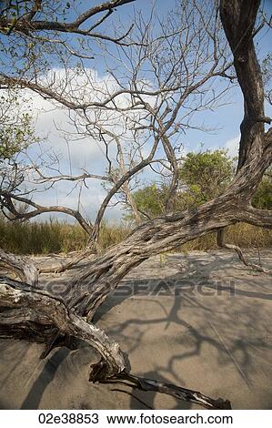 Stock Image - deadwood on the sand looking up towards the blue sky through the leafless trees from the sandy beach. Fotosearch