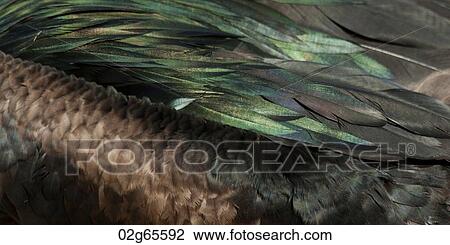 Detail of Great frigatebird (Fregata minor) plumage, Genovesa Island, Galapagos Islands, Ecuador View Large Photo Image Stock Image - Detail of Great frigatebird (Fregata minor) plumage, Genovesa Island, Galapagos Islands, Ecuador. Fotosearch