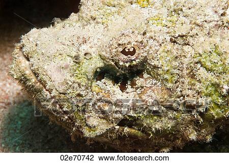Devil Scopionfish (Scorpaenopsis Diabola) View Large Photo Image Stock Image - Devil Scopionfish (Scorpaenopsis Diabola). Fotosearch