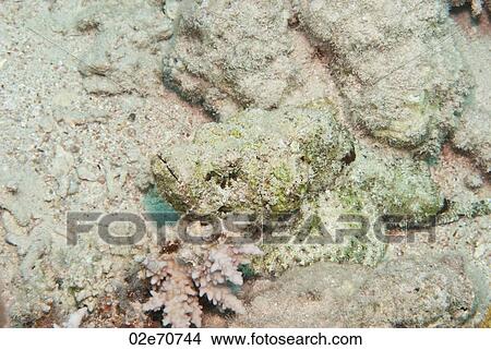 Devil Scorpion fish View Large Photo Image Picture - Devil Scorpion fish. Fotosearch
