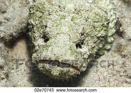 Devil Scorpionfish (Scorpaenopsis Diabola) View Large Photo Image Stock Image - Devil Scorpionfish (Scorpaenopsis Diabola). Fotosearch