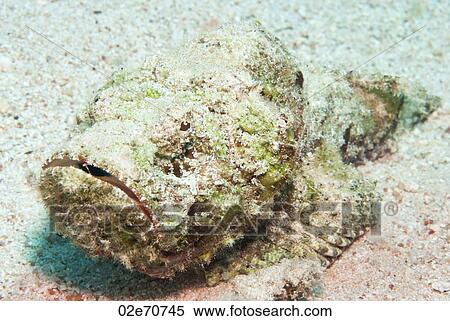 Devil Scorpionfish (Scorpaenopsis Diabola) View Large Photo Image Stock Photography - Devil Scorpionfish (Scorpaenopsis Diabola). Fotosearch