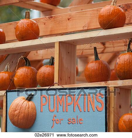 Display of pumpkins in Manhattan, New York City, U. S. A. View Large Photo Image Stock Image - Display of pumpkins in Manhattan, New York City, U. S. A.. Fotosearch