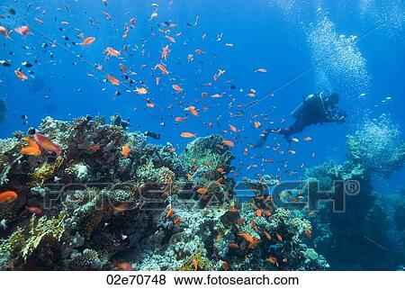 Diver at reef View Large Photo Image Stock Photo - Diver at reef. Fotosearch