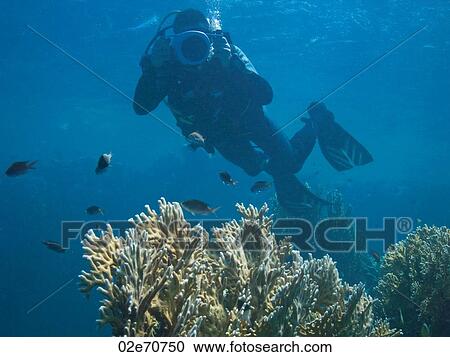 Diver filming View Large Photo Image Stock Image - Diver filming. Fotosearch