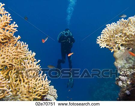 Diver filming View Large Photo Image Stock Image - Diver filming. Fotosearch