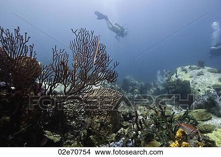 Picture - Diver over reef. Fotosearch
