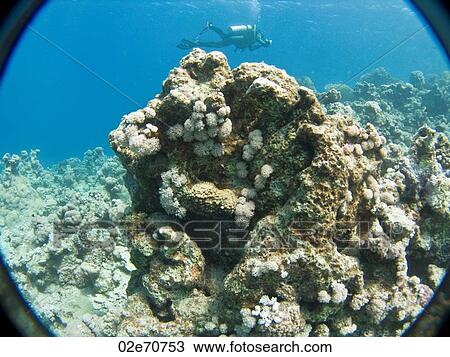 Diver over reef View Large Photo Image Stock Image - Diver over reef. Fotosearch