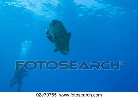 Diver with Napoleon Wrasse View Large Photo Image Stock Photography - Diver with Napoleon Wrasse. Fotosearch