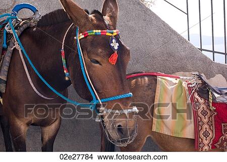 Donkey with colourful bridle in Santorini Greece View Large Photo Image Picture - Donkey with colourful bridle in Santorini Greece. Fotosearch