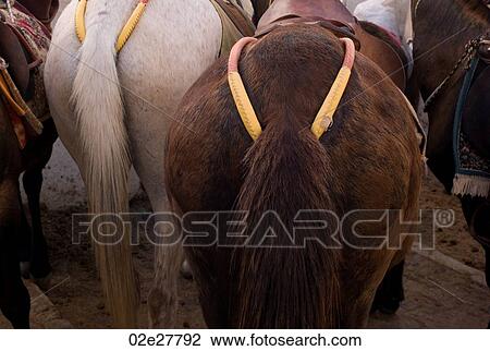 Donkeys tail in Santorini Greece View Large Photo Image Stock Image - Donkeys tail in Santorini Greece. Fotosearch