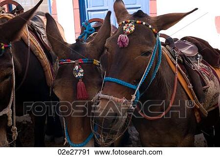 Donkeys with colourful bridle in Santorini Greece View Large Photo Image Stock Image - Donkeys with colourful bridle in Santorini Greece. Fotosearch