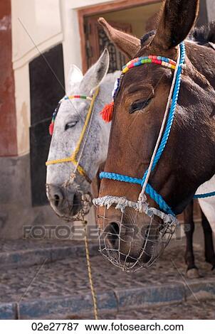Donkeys with colourful bridle in Santorini Greece View Large Photo Image Stock Photo - Donkeys with colourful bridle in Santorini Greece. Fotosearch