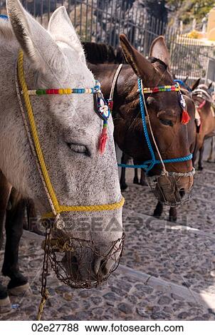 Donkeys with colourful bridle in Santorini Greece View Large Photo Image Stock Photo - Donkeys with colourful bridle in Santorini Greece. Fotosearch