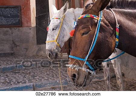 Donkeys with colourful bridle in Santorini Greece View Large Photo Image Stock Photograph - Donkeys with colourful bridle in Santorini Greece. Fotosearch