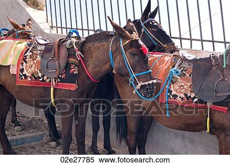 Donkeys with colourful bridle in Santorini Greece View Large Photo Image Stock Photography - Donkeys with colourful bridle in Santorini Greece. Fotosearch