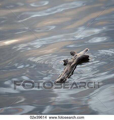 Driftwood floating on the water at Lake of the Woods, Ontario View Large Photo Image Picture - Driftwood floating on the water at Lake of the Woods, Ontario. Fotosearch