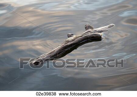 Driftwood in the water at Lake of the Woods, Ontario View Large Photo Image Stock Photo - Driftwood in the water at Lake of the Woods, Ontario. Fotosearch