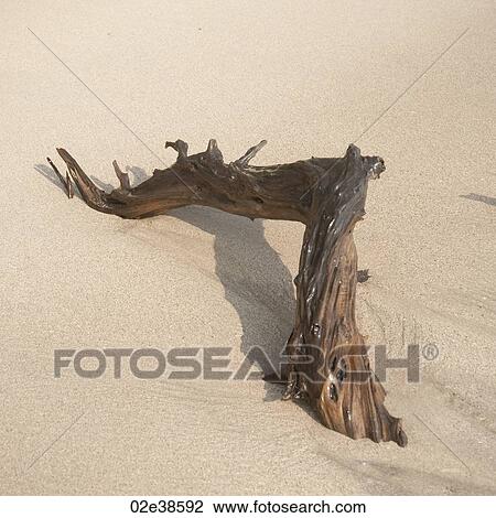 Driftwood on the beach in Costa Rica View Large Photo Image Stock Image - Driftwood on the beach in Costa Rica. Fotosearch