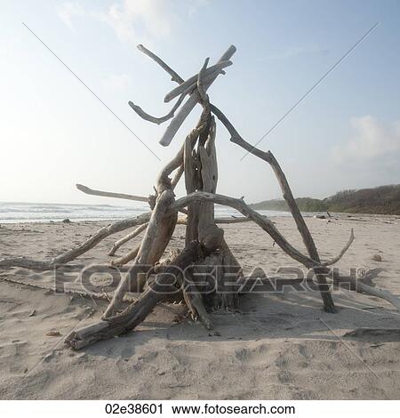 Driftwood on the beach in Costa Rica View Large Photo Image Stock Image - Driftwood on the beach in Costa Rica. Fotosearch