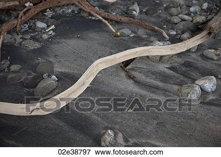 Stock Photo - Driftwood on the beach . Fotosearch