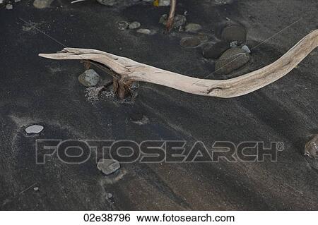 Driftwood on the beach View Large Photo Image Stock Photograph - Driftwood on the beach . Fotosearch