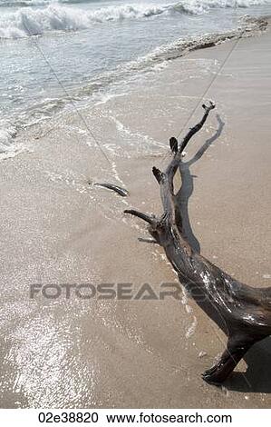 Driftwood on the sandy beach in Costa Rica View Large Photo Image Stock Image - Driftwood on the sandy beach in Costa Rica. Fotosearch