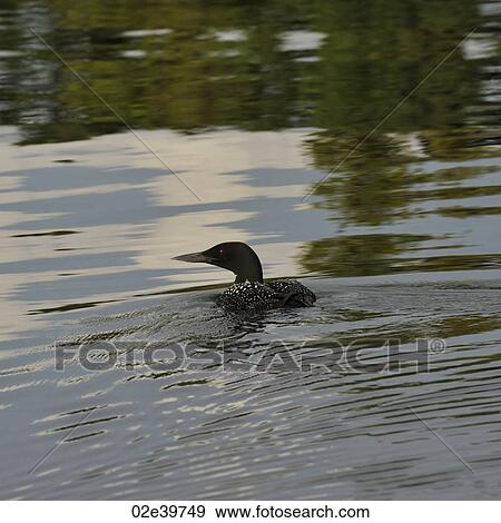 Duck floating on the water at Lake of the Woods, Ontario View Large Photo Image Stock Photo - Duck floating on the water at Lake of the Woods, Ontario. Fotosearch