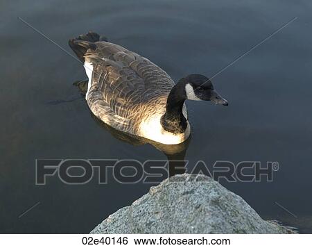 Stock Photograph - Duck in Stanley Park in Vancouver, British Columbia, Canada. Fotosearch