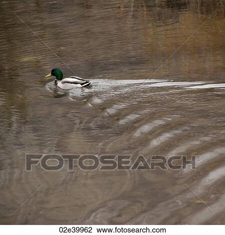 Duck on a lake in Vail, Colorado View Large Photo Image Stock Image - Duck on a lake in Vail, Colorado. Fotosearch