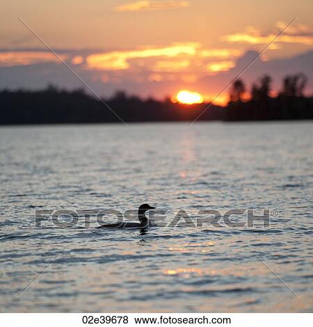 Duck on the water at dusk in Lake of the Woods, Ontario View Large Photo Image Stock Photo - Duck on the water at dusk in Lake of the Woods, Ontario. Fotosearch