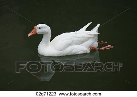 Duck, Zhouzhuang, Jiangsu Province, China View Large Photo Image Stock Image - Duck, Zhouzhuang, Jiangsu Province, China. Fotosearch