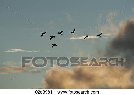 Stock Image - Ducks in flight over Lake of the Woods, Ontario. Fotosearch