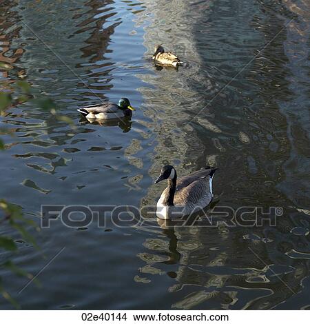 Ducks in Stanley Park in Vancouver, British Columbia, Canada View Large Photo Image Picture - Ducks in Stanley Park in Vancouver, British Columbia, Canada. Fotosearch