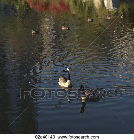 Ducks in Stanley Park in Vancouver, British Columbia, Canada View Large Photo Image Stock Image - Ducks in Stanley Park in Vancouver, British Columbia, Canada. Fotosearch
