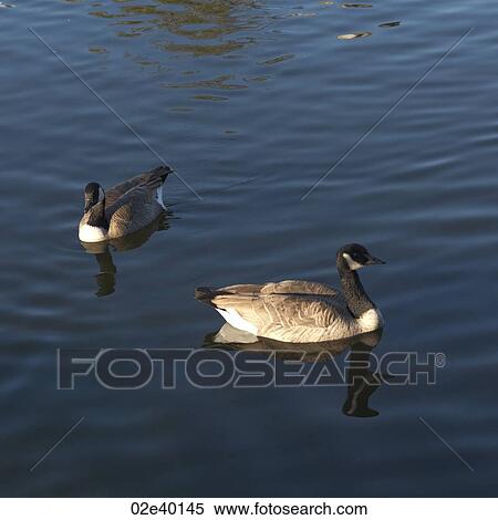 Ducks in Stanley Park in Vancouver, British Columbia, Canada View Large Photo Image Stock Photography - Ducks in Stanley Park in Vancouver, British Columbia, Canada. Fotosearch