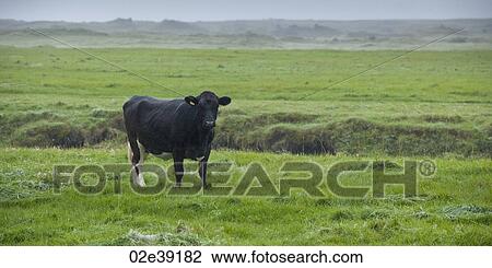 Ear tagged cow in rugged rural grass pasture View Large Photo Image Stock Image - Ear tagged cow in rugged rural grass pasture. Fotosearch