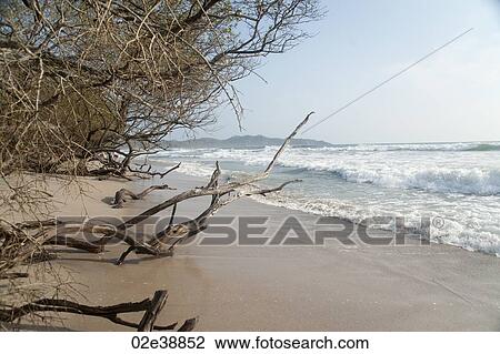 Edge of the forest at the beach with driftwood on the sand View Large Photo Image Stock Image - Edge of the forest at the beach with driftwood on the sand . Fotosearch