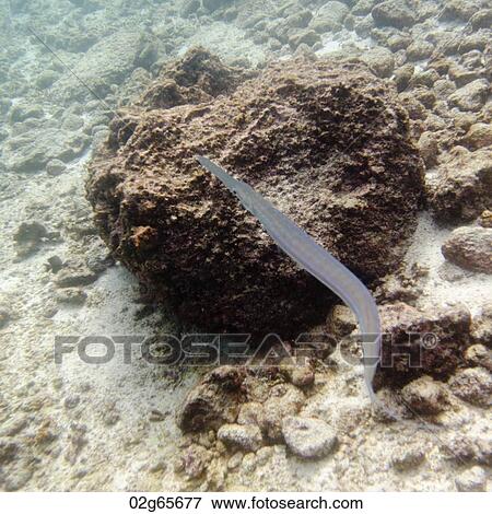 Eel on a rock underwater, Puerto Egas, Santiago Island, Galapagos Islands, Ecuador View Large Photo Image Stock Photo - Eel on a rock underwater, Puerto Egas, Santiago Island, Galapagos Islands, Ecuador. Fotosearch