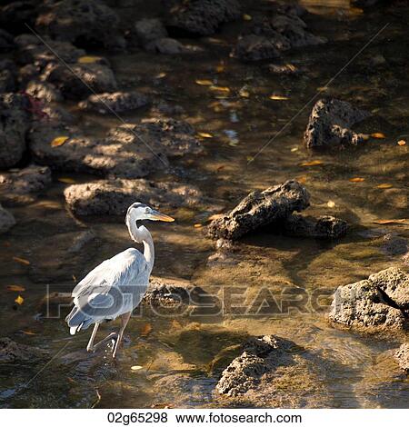 Stock Photo - Egret wading in water, Santa Cruz Island, Galapagos Islands, Ecuador. Fotosearch