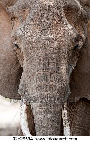 Elephant wildlife in Kenya View Large Photo Image Picture - Elephant wildlife in Kenya. Fotosearch