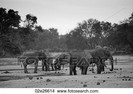 Elephant wildlife in Kenya View Large Photo Image Picture - Elephant wildlife in Kenya. Fotosearch