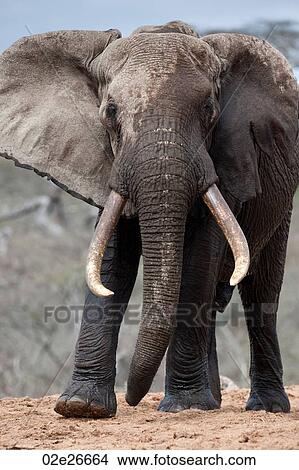 Elephant wildlife in Kenya View Large Photo Image Picture - Elephant wildlife in Kenya. Fotosearch
