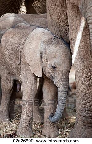 Elephant wildlife in Kenya View Large Photo Image Stock Image - Elephant wildlife in Kenya. Fotosearch