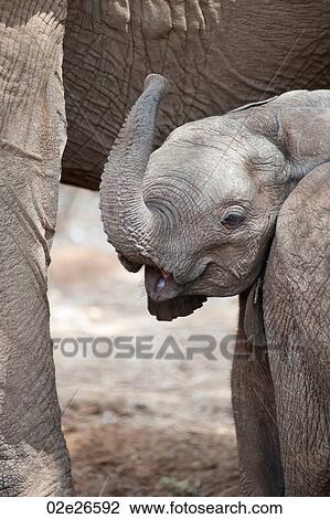 Elephant wildlife in Kenya View Large Photo Image Stock Image - Elephant wildlife in Kenya. Fotosearch