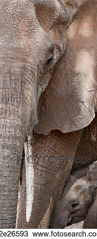Elephant wildlife in Kenya View Large Photo Image Stock Image - Elephant wildlife in Kenya. Fotosearch