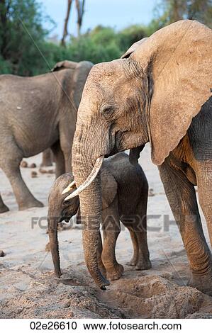 Elephant wildlife in Kenya View Large Photo Image Stock Image - Elephant wildlife in Kenya. Fotosearch