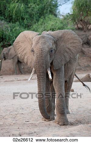 Elephant wildlife in Kenya View Large Photo Image Stock Image - Elephant wildlife in Kenya. Fotosearch