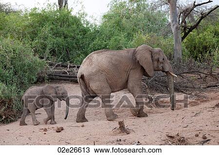 Elephant wildlife in Kenya View Large Photo Image Stock Image - Elephant wildlife in Kenya. Fotosearch